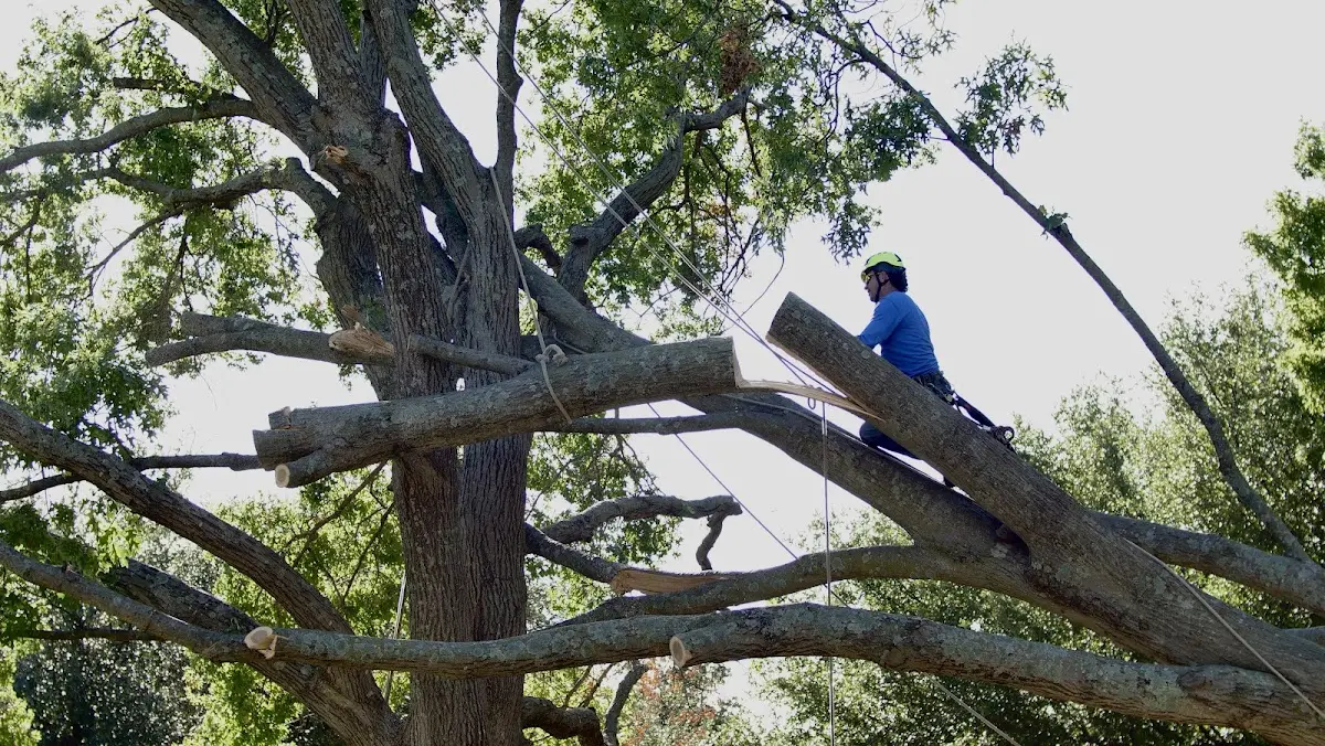 Professional Crown Thinning performed by certified arborists in Rochester